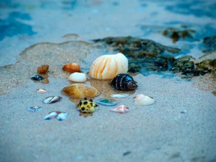 Rolstoeltoegankelijke tip voor deze zomer Strandvondsten, een zoektocht op het strand