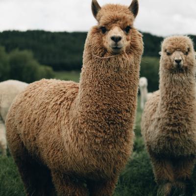 op stap met alpacas