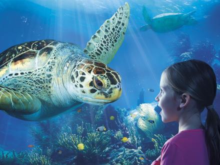 Rolstoeltoegankelijke tip voor deze zomer: Sea Life