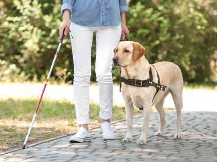 Assistentiehonden toegelaten